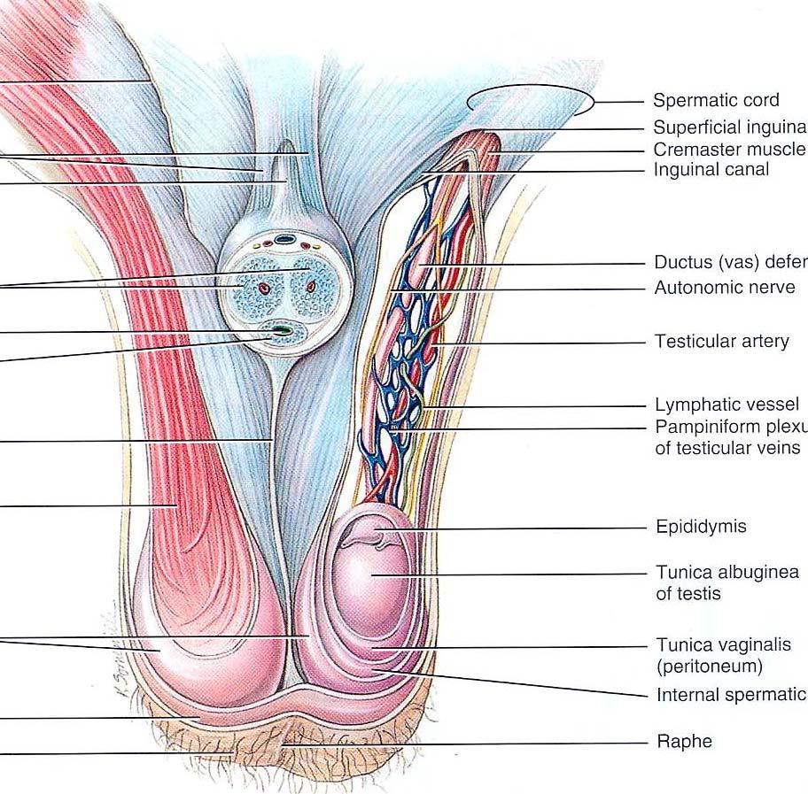 输精管 Ductus deferens 精索 spermatic cord 内容物 : 输精管 ductus deferend 睾丸动脉 testicular a.
