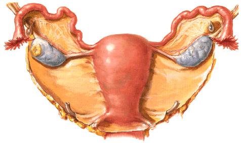 卵巢 Ovary 位置和形态小骨盆侧壁的卵巢窝内