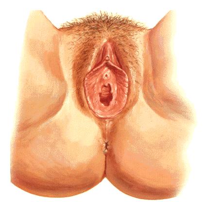 女性外生殖器 ( 女阴 vulva) 阴阜 mons pubis 大阴唇 greater lips of pudendum 小阴唇 lesser