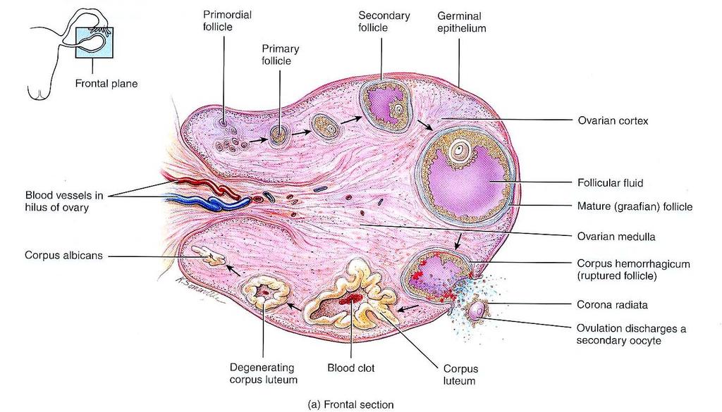 卵巢 Ovary