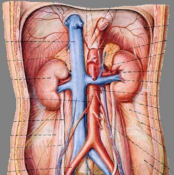 肾 Kidney 肾门 renal hilum 肾蒂 renal pedicle(