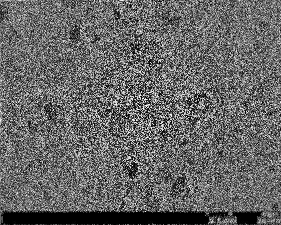 液 ７３８ 晶 即可制得 ＰＤＬＣ 膜 具体配方及 ＲＡＦＴ ＰＳ 和聚 合物基体的分子量如表 １ 所示 ２ ４ 犘犇犔犆 的表征 与 显 示 第 ２７ 卷 ３ 结果与讨论 ３ １ 犚犃犉犜 犘犛 分子量对 犘犇犔犆 微观形貌的影响 用扫描电 子 显 微 镜