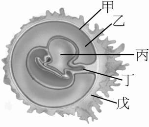 ( )34. 孕婦的尿液中含有下列何種激素, 是一般檢測懷孕的指標? (A) 黃體 (B) 黃體成長激素 (C) 濾泡刺激素 (D) 人類絨毛膜性激素 ( )35. 下列何種胚外膜並不參與構成胎兒的臍帶? (A) 羊膜 (B) 尿囊 (C) 絨毛膜 (D) 卵黃囊 ( )36. 懷孕第幾週的胚胎已出現各種器官, 並已具人形, 可稱為胎兒? (A)4 (B)6 (C)7 (D)9 ( )37.