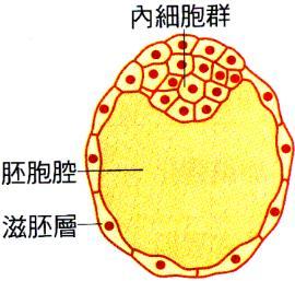 C 卵裂 : (1) 時間 : 卵 ( 其實是次級卵母細胞 ) 於輸卵管內受精後約 30 小時, 開始第一次有絲分裂 (2) 場所 : 在輸卵管中進行, 受精卵一面進行有絲分裂, 一面自輸卵管向子宮移動 (3) 特點 : 甲 為一連串的有絲分裂