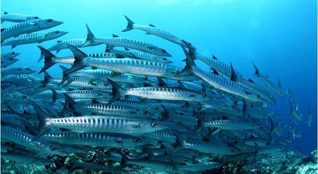 诗巴丹 SIPADAN 潜水圣地 摄影 : 波鳃东 摄影 : 波鳃东 诗巴丹岛离仙本那约 36 公里, 面积很小, 却是世界闻名的 潜水圣地,