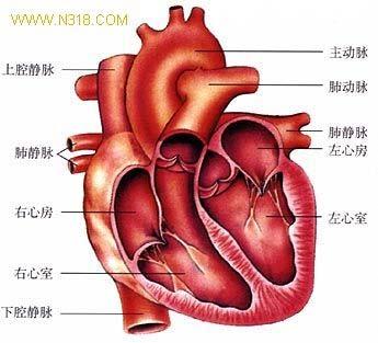 病理生理 (Pathophysiology) The normal area of the mitral valve is 4 6 cm 2 <2.