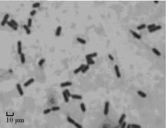 2009 年 10 月许女, 等 : 一株 Kefir 源乳酸菌 MA2 的鉴定及对大鼠肠道菌群的影响 3 在或呈短链状排列. 在 MRS 平板上表现为圆形 低凸起 边缘整齐 表面光滑 乳白色的光滑型菌落 ( 图 1). 株 MA2 与 GenBank 中 11 株植物乳杆菌 (Lactobacillus plantarum) 的 16S,rDNA 序列相似性达到 100%.