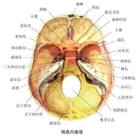 ; 舌下神经 hypoglossal nerve 通过舌下神经管 重要的动脉有颈内动脉, 经颈动脉管外口入颅, 由颈动脉管内口出颈动脉管后, 经破裂孔上方折向上, 沿颈动脉沟内走行然后分支至大脑 ; 脑膜中动脉经棘孔入颅, 走行于脑膜中动脉沟内 与重要的静脉窦有关的骨形标志有上矢状窦沟 横沟 乙状窦沟及颅内静脉主要出口颈静脉孔