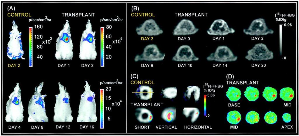 报告基因的标记 Optical Imaging 大鼠模型中胚胎源 H9c2 心肌成纤维细胞