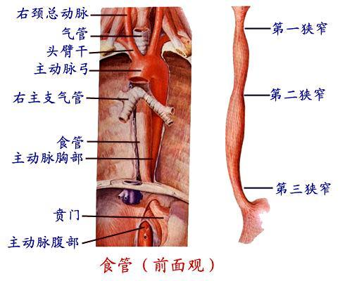 食管 esophagus 食管是一个前后压扁的肌性管, 位于脊柱前方, 上端与咽相续, 下端续于胃的贲门, 依其行程可分为颈部 胸部和腹部三段 食管全程有三处较狭窄 : 第一个狭窄位于食管和咽的连接处, 距中切牙约 15 cm; 第二个狭窄位于食管与左支气管交叉处, 距中切牙约