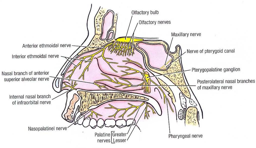 鼻腔黏膜 嗅区