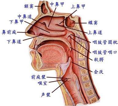 咽 pharynx 位置 in front of the 1~6th cervical