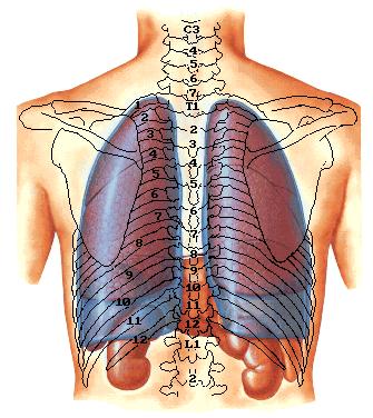 胸膜腔 pleural cavity 胸膜隐窝 pleural