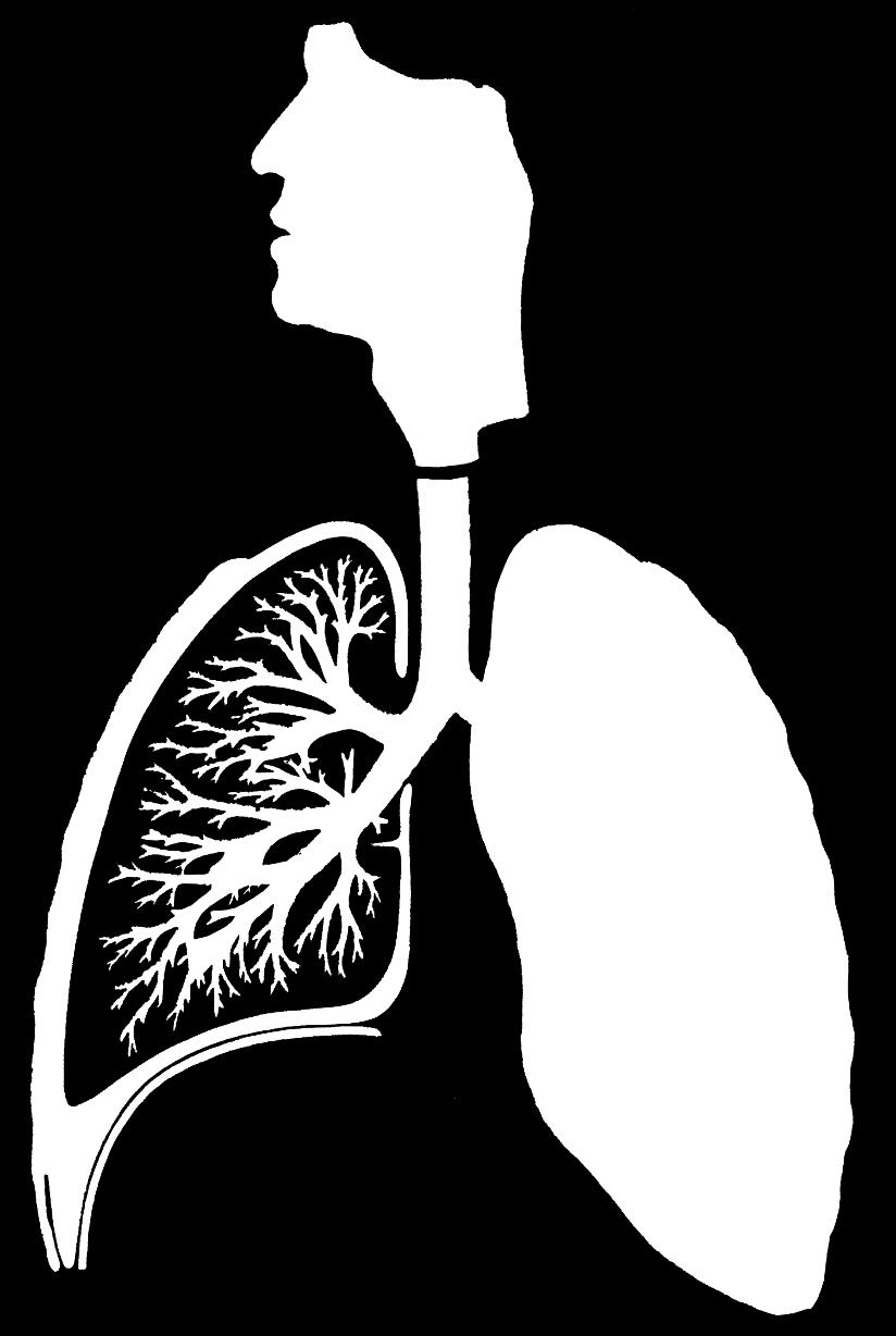 呼吸系统 功能 : gas exchange 鼻腔 口腔 气管右主支气管 咽喉左主支气管上叶 ( 左肺 ) 组成 : 呼吸道 鼻 nose 咽 pharynx 喉