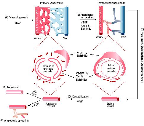 肿瘤的生长 如抑制血管内表皮生长因子的 VEGF 单抗 Avastin 和小分 子药物舒尼替尼 索拉菲尼,MMP 抑制剂 Marimastat 等 图 27: 肿瘤血管生成机理图 数据来源 :Sawyer CL.