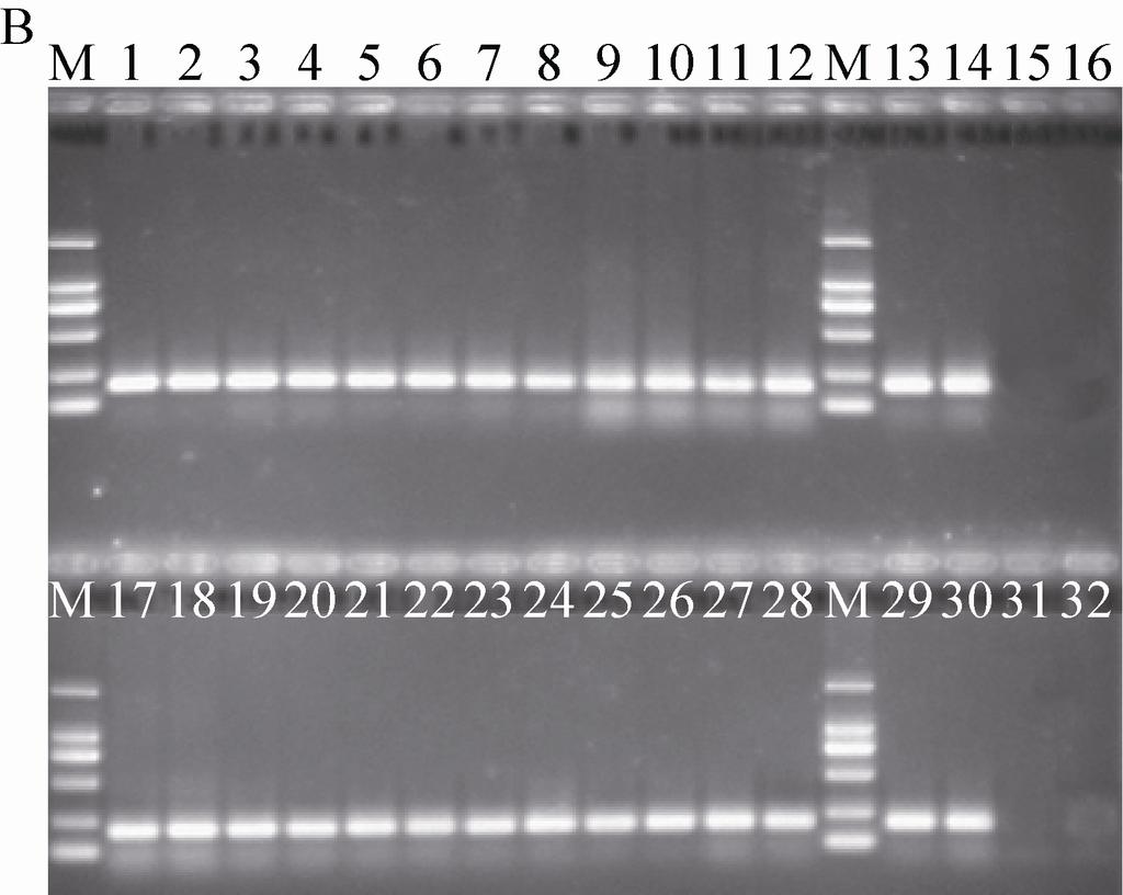 6 7 8 lectin CaMV35S 图 1 rg7f 和 zx338f 基因 PCR 扩增产物电泳图 Fig. 1 The electrophoretogram of PCR products of rg7f and zx338f genes.