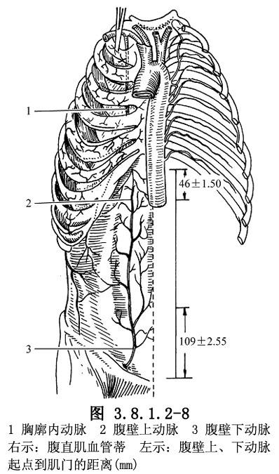 (2) 显露血管 : 以切取腹壁下血管为例, 从腹股沟韧带中点上做长 6~8cm 纵行切口, 在切口内暂时切断腹股沟韧带, 显露髂外动 静脉, 在腹股沟韧带平面上下寻找发自股动脉或髂外动脉上的腹壁下动脉该动脉, 在腹膜和腹横筋膜之间走向内上方平行腹股沟韧带上方, 向耻骨联合方向做切口, 切开腹外 内斜肌腱膜及腹横筋膜, 沿其血管束钝性分离, 见血管穿腹横筋膜顺血管束向内解剖,