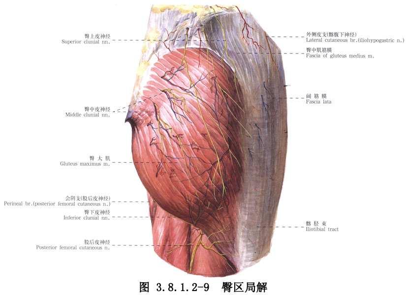 臀大肌皮瓣由于肌肉丰满, 可行吻合血管的肌皮瓣移植重建乳房或上肢肌肉功能, 用于游离移植修复肢体的组织缺损也比较理想 因血管蒂长