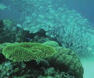 許多渡假村附近是屬於原始生態保護區, 進入時可能會收取僅幾塊美金的環保費用 宿霧 薄荷島 宿霧四周的海島盡是色彩艷麗的珊瑚 熱帶魚, 加上當地交通便捷, 絕對是潛水最理想場所, 目前更是全世界 7 大潛水勝地之一 不過潛水需要國際執照, 如果有時間的話,