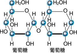 B. 雙糖 a. 2 分子的單糖脫水合成 ( 三種雙糖至少含有一分子的葡萄糖 ) b.