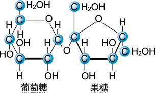 種類 : 麥芽糖 乳糖及蔗糖 ( 三者互為同分異構物 ) 雙醣分子結構特點 麥芽糖 a. 麥芽糖存於萌發中的麥子 b.