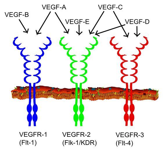 附注 :VEGF 分类及配体 信号通路及作用原理 VEGF 分类及配体 VEGF 包括 VEGF-A/-B( 包括 VEGF-B167 以及 VEGF-B186) /-C/-D/-E 六个等型, 每个等型特异性地与三个 VEGF 受体 (VEGFR-1, -2, 及 -3) 的特定组合相结合 VEGF-A 与 VEGFR-1(Flt-1) 和 VEGFR-2(KDR / Flk-1) 结合