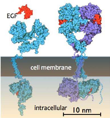 4.1 EGFR: 非小细胞肺癌 转移性结直肠癌 黄金突变 表皮生长因子受体 (EGFR) 是受体赂氨酸激醇 (RTKs) 中的表皮生长因子家族中的一员 其广泛分布于哺乳动物上皮细胞 成纤维细胞 胶质细胞 角质细胞等细胞表面, 是一种重要的跨膜受体 EGFR 的激活与细胞的生长, 增殖密切相关 研究表明在许多实体肿瘤细胞中存在 EGFR 的高表达或异常表达, 包括头颈癌 乳腺癌 膀胱癌 卵巢癌