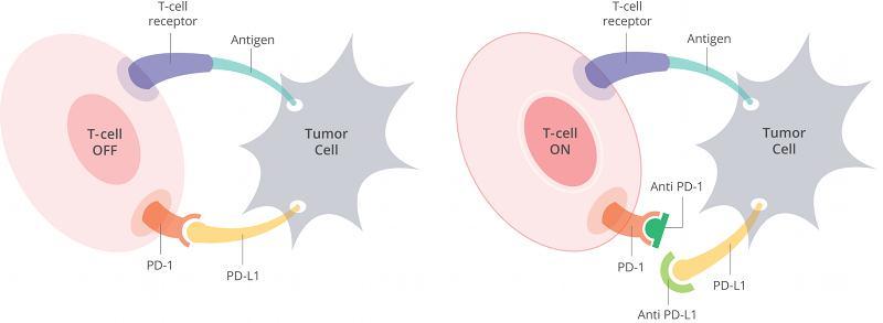 肿瘤细胞的 PD-L1 与免疫 T 细胞的 PD-1 握手 后, 肿瘤细胞向 T 细胞传达 是自己人 的信号,T 细胞功能被抑制, 不能向免疫系统发出攻击肿瘤的信号 而 PD-1/PD-L1 抑制剂可以阻断 PD-1 与 PD-L1 的结合, 阻断负向调控信号, 使 T 细胞恢复活性, 从而增强免疫应答 PD-1 和 PD-L1 的单抗作为 PD-1/PD-L1 抑制剂在多种肿瘤中疗效显著 图表