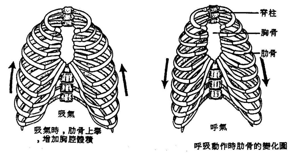 呼吸運動必須依賴呼吸肌的協助, 以改變胸腔體積 呼吸肌 = 肋間肌 + 橫膈肌 a. 肋骨架的肋間肌 收縮時將肋骨架向上向外拉起 胸腔體積增加 b.