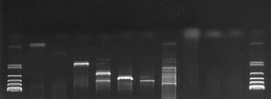 Multiple clones were selected for each amplification product and subjected to sequence analysis.