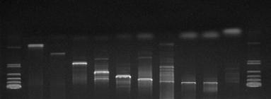 highfidelity enzyme from Company A, and 10-fold higher than Taq DNA polymerase. 0.5 1 2 4 6 8.