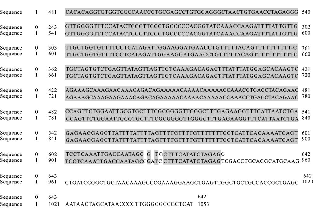 2 软件将测序结果与从 GenBank 中拷贝的胰岛素受体 mrna3 UTR 区序列进行比对,pmiṟmutanṯInsṟ3 UTR 重组质粒中插入片段与 GenBank 中胰岛素受体 mrna3 UTR 序列有 3 个碱基不同 ( 图 3), 这恰好是我们设计的突 LaneM1 M2 分别为 1kb 和 250bp 的 DNA marker, Lane1 为 pmiṟmutanṯinsṟ3