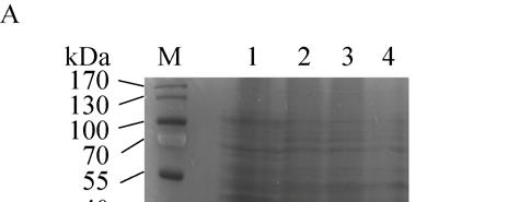 彭静等 / 利用抗原结合多肽嫁接抗体技术制备抗 hcg 单域抗体 573 SDS-PAGE 2 IPTG 3 2.