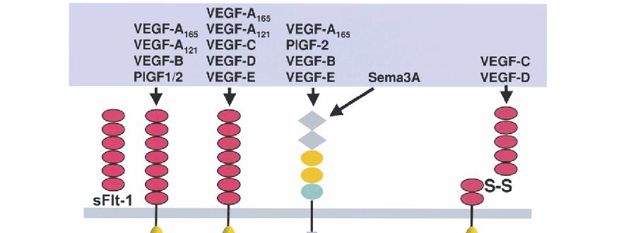 VEGF family ligands and receptors Biochemical Society Transactions