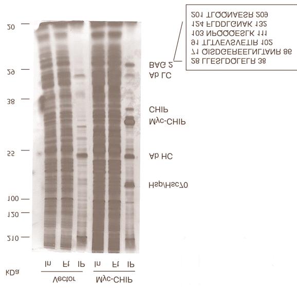Example: BAG2 was identified by Co-IP as a CHIP-binding protein CHIP: