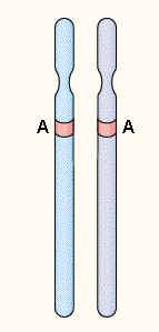 等位基因 (Allele) 同源染色体上相同位置,