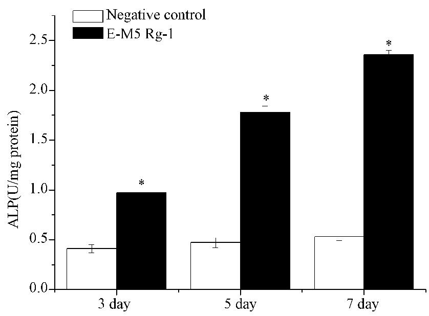 0 01 0 57 ± 0 01 0 58 ± 0 01 Compared with the control group P < 0 05 x 珋 ± s Fig 3 Cell proliferation of hpdlscs stimulated by GS Rg1 MTT assays were performed over 5 days The number of PDLSCs