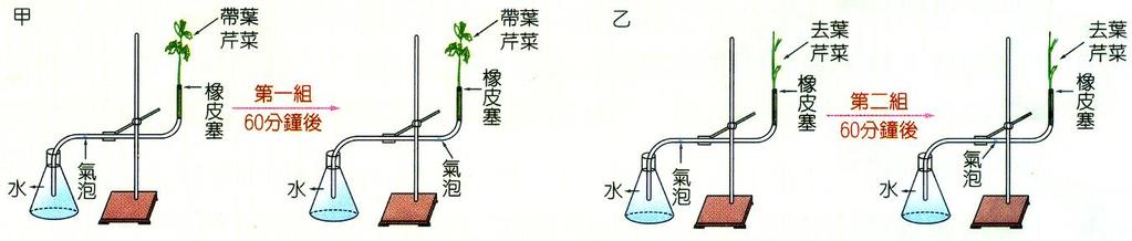 題組 3 虔欣觀察了葉片的構造如右圖, 試回答下列四題 : 1. 請問植物行光合作用的主要場所為圖中何處? (A) 甲 (B) 乙 (C) 丙 (D) 戊 答案 :(B) 2. 關於 己 的敘述何者錯誤?