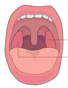 咽的構造 腭舌弓 腭咽弓