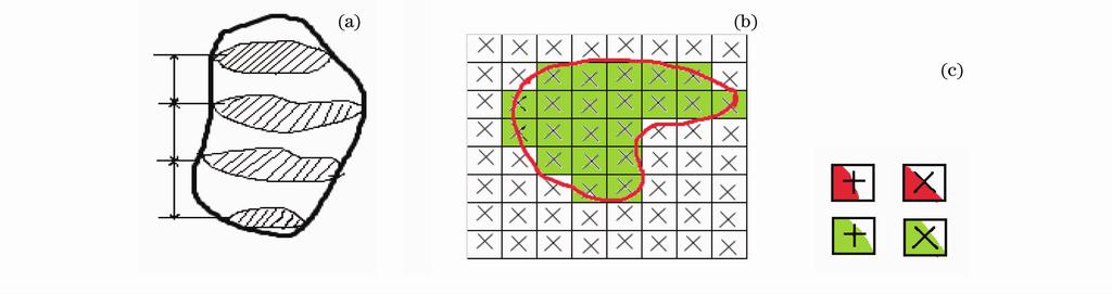 表 一 定 的 体 积 称 为 体 视 目标结构范围内 或几何图形中心点被右向包围 即 格 将测量图覆盖到细胞 ＬＳＣＭ 断层 图像 上 通过 中心点右侧有目标结构像素点 如图 ４ 所示 遵照 计数结构内点的个 数 完 成 对 形 态 参 数 的 估 计 如 截