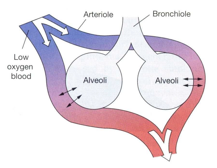 三 肺泡通气与血流比例失调 正常静息状态下 : 每分钟肺泡. 通气量 (V A ): ~ 4L 每分钟肺血.
