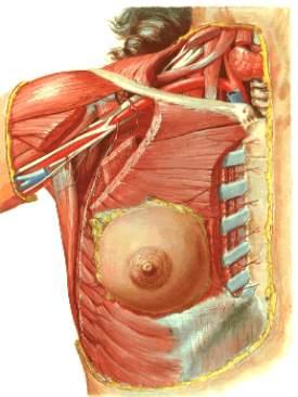 女性乳房和会阴一 乳房 ( 一 ) 位置 :