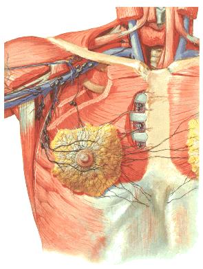( 四 ) 临床意义 1. 放射状切口乳腺叶和输乳管均以乳头为中心放射状排列, 手术应采用放射状切口 2.