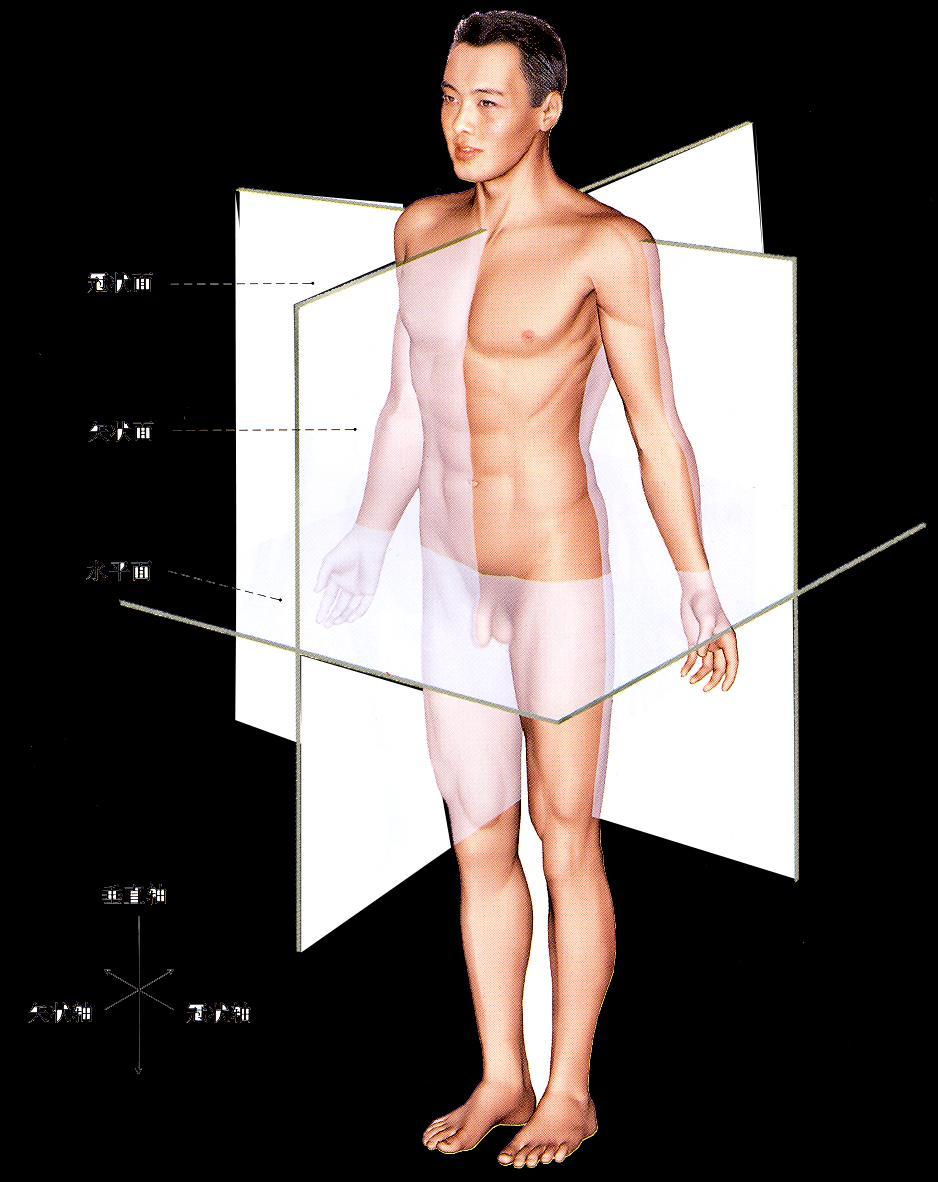 ( 三 ) 人体的轴和面轴 : 1. 垂直轴 vertical axis 2.