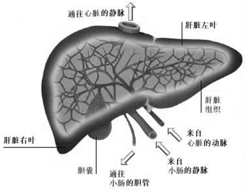 肝脏功能检查 1 蛋白质代谢功能检查