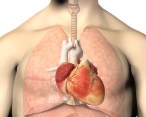 第二部分 : 人體 參 心臟一 心臟的結構心臟是一個由心臟肌組成的器官, 位於兩肺葉之間, 稍為偏向身體中線的左側 心臟是一個中空的器官, 分為四個腔室, 兩個位於上方的叫心房