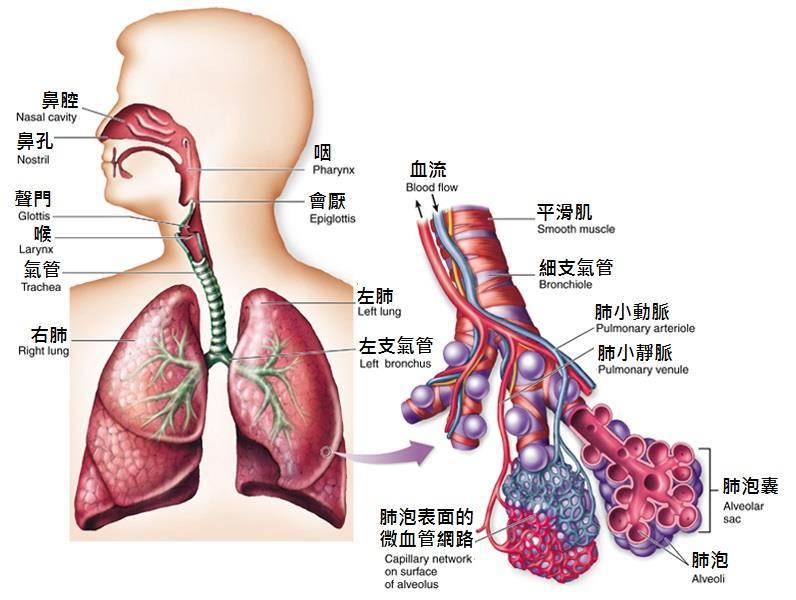 第二部分 : 人體 己 呼吸系統 壹 呼吸系統的功能 呼吸 : 是指從外界環境中攝取氧氣, 並將其運送到體內, 在細胞之中進行氣體交換的過程 與此同時, 二氧化碳亦以相反的途徑被排出體外 2.