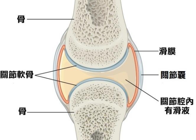 第二部分 : 人體 骨的表層是密質骨 ( 亦作緻密骨, compact bone), 而內層則是海綿骨 (spongy bone) 密質骨是一種堅硬的骨元; 而海綿骨是由許多海綿狀物質, 交叉 排列成網狀所構成 骨骼中遍佈著極其豐富的血管, 並在骨化 (ossification) 過程 ( 即纖維性組織或軟骨等柔軟組織轉變成硬骨的過程 ) 中不斷生成新的血管 肆 關節關節 (joint 或