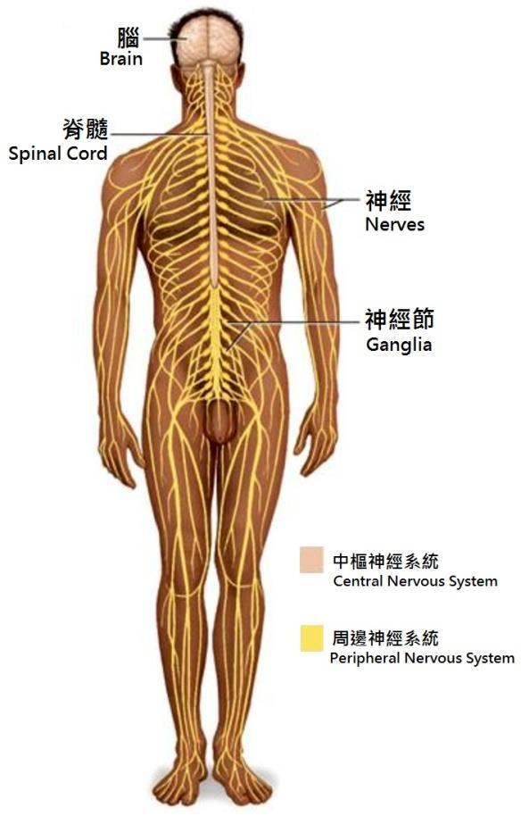 第二部分 : 人體 丙 神經系統 壹 神經系統的構造神經系統主要由腦 脊椎神經 ( 即脊髓, spinal cord) 和神經構成, 它可被分為 : 中樞神經系統 (Central Nervous System, CNS): 由腦和脊髓組成, 是整個神經系統的控制中心, 經由周邊神經系統接受及傳送訊息 2.