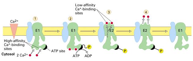 Ca ++ ATPase Maintains low cytosolic [Ca ++ ] Present In Plasma and ER